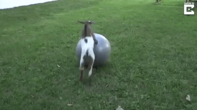Baby Goat Jumping on Exercise Ball