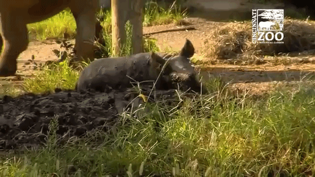 Baby Rhino Mud Roll