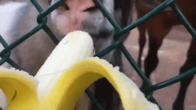Banana Goat
