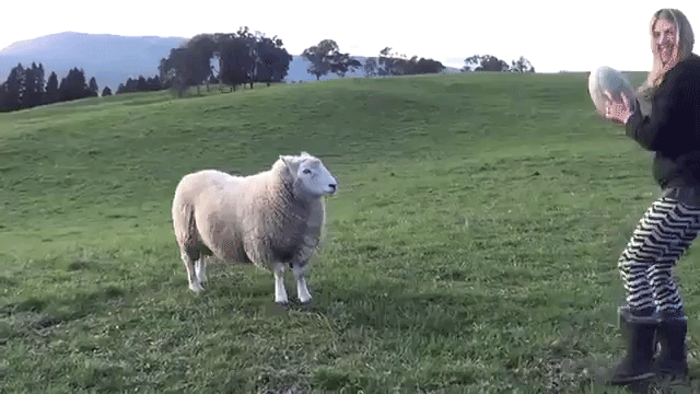 Bruce Rugby Playing Sheep