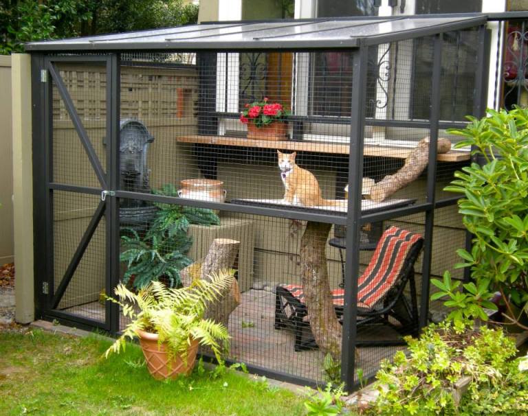 Catio Looking Outside