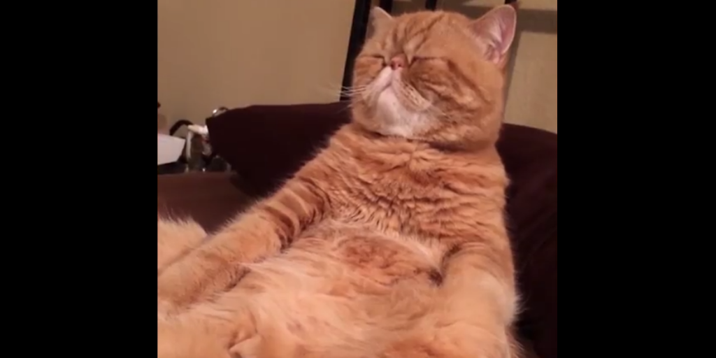 Catnip Cat Relaxing