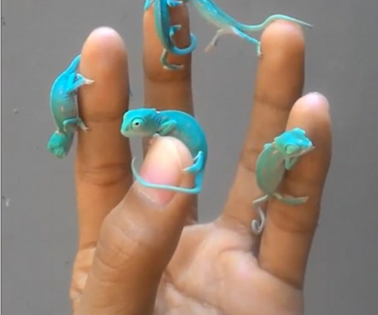 Five Tiny Blue Baby Chameleons Reach Out to Touch Each Other While