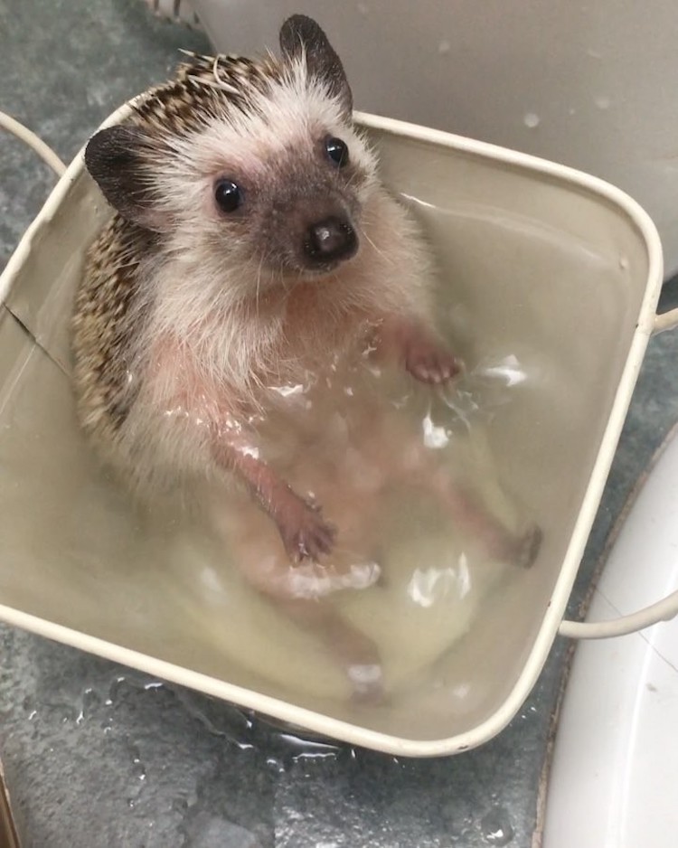 A Tiny Hedgehog Adorably Paddles Her Little Paws While Sitting Upright ...