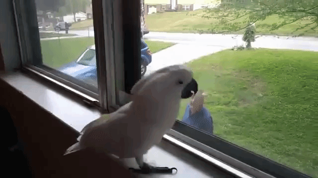 Cockatoo Onni In Window