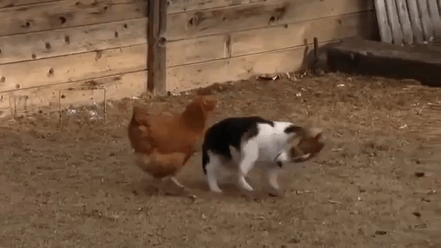 corgi-puppy-chicken.gif