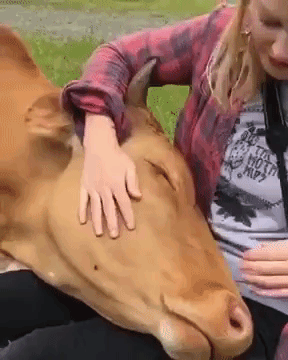 Cuddling Cow