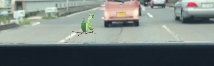 dancing-mantis.png