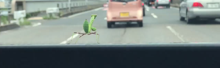 Dancing Mantis