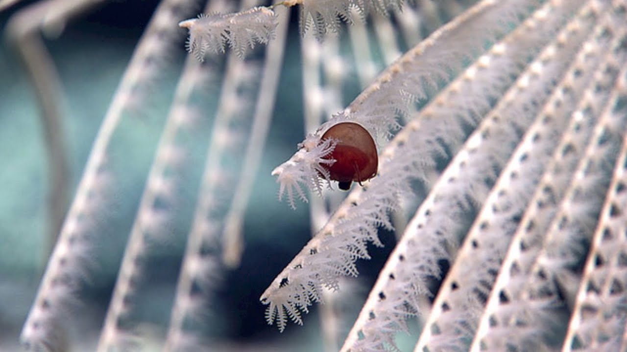 deep-sea-diving-scientists-disco.jpg