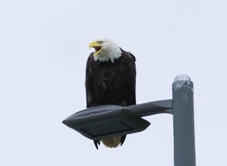 eagle.png