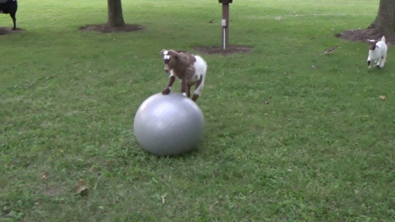 four-little-baby-goats-hilarious.jpg