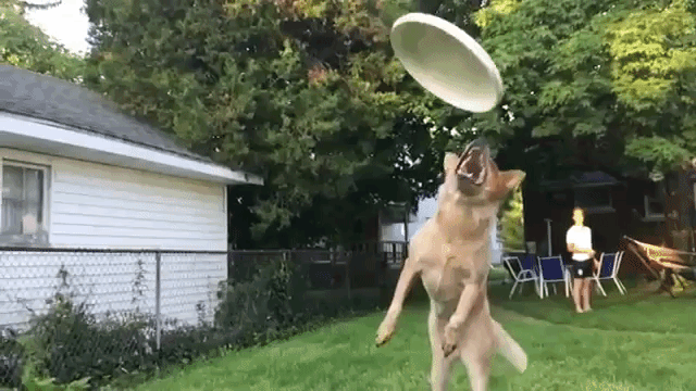 Frisbee Dog Misses