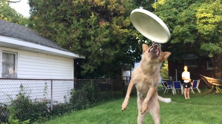 Frisbee Dog