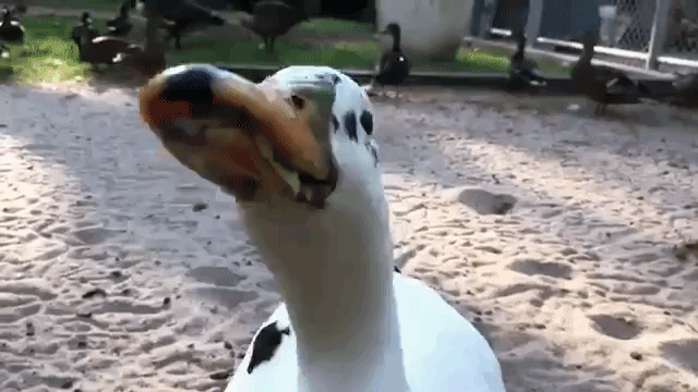 headshaking duck