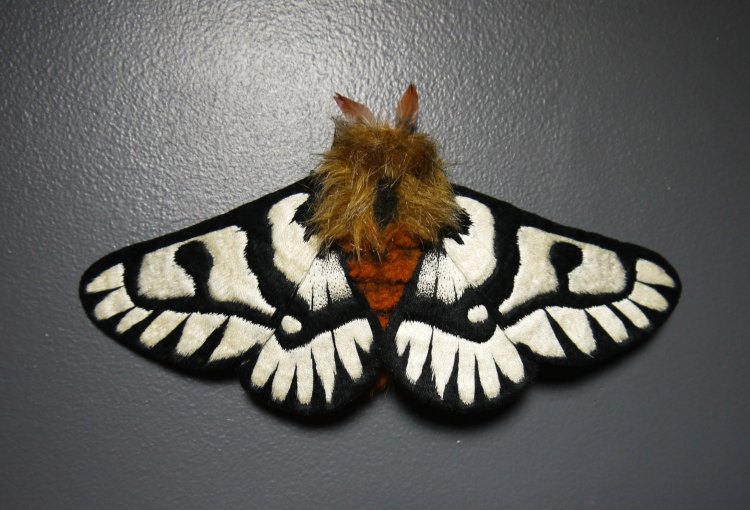 Hemileuca magnifica Moth