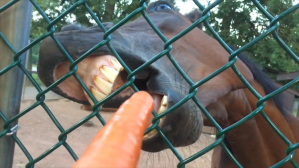 Horse Eating Carrot