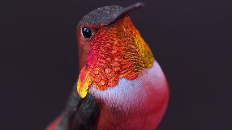 hummingbird.png