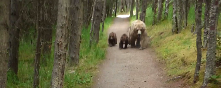 mama-bear-and-cubs1.png