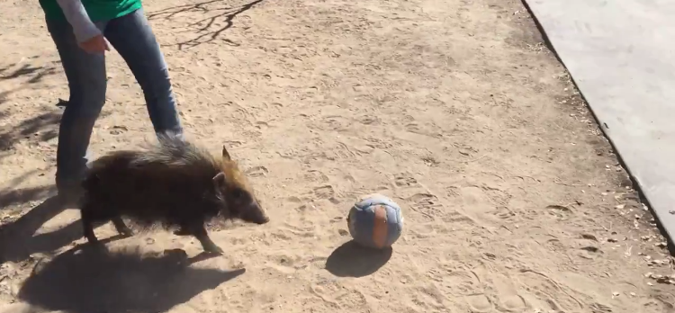 Molly Soccer Playing Bush Hog