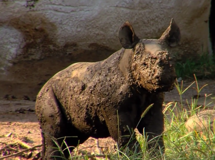 muddy-rhino-e1503701287400.png