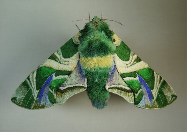 Oleander Hawk Moth