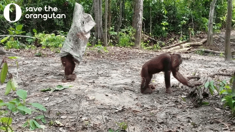 Orangutan ghost