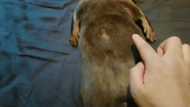 Otter Stomach Fur Pictures