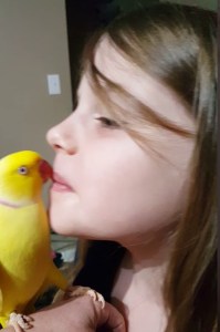 Parakeet Kiss Goodnight