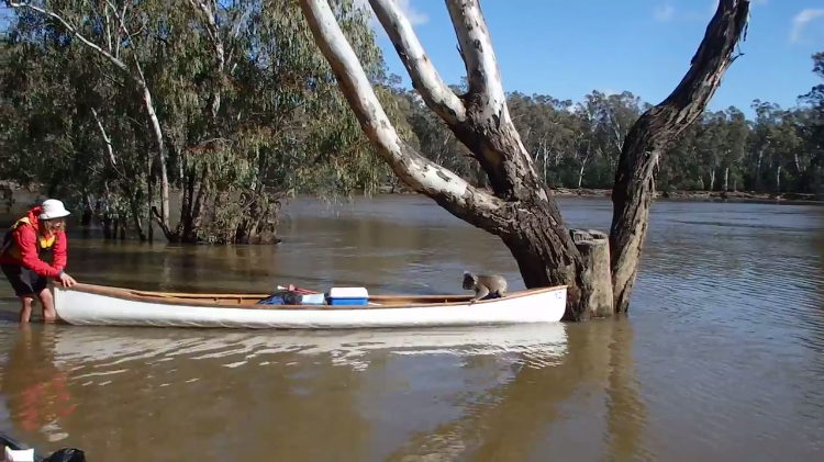 rescuing-koala.png