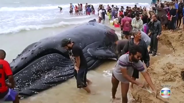 Compassionate Beachgoers Work Together to Help a Stranded Young