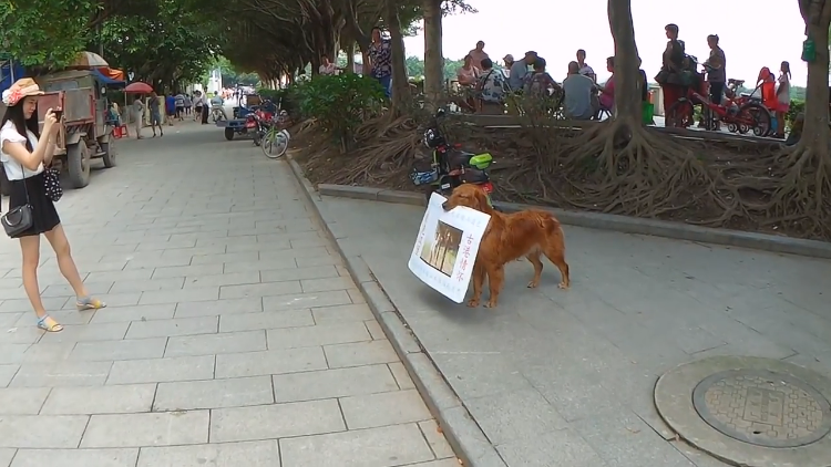 smart-dog-walks-around-in-china-carrying