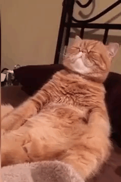 Snoozing Catnip Cat