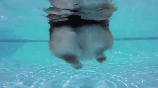 Swimming Corgi from Rear