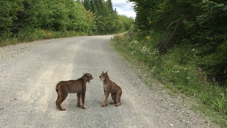 two-lynx-argue.jpg