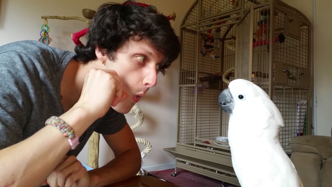 a-curious-cockatoo-tries-to-make.jpg