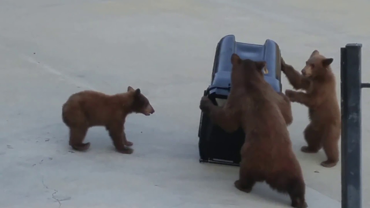 a-determined-trio-of-bears-try-t.jpg