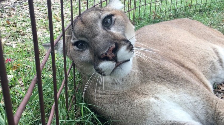 A Friendly Visit With a Rescued Cougar, The Biggest ...