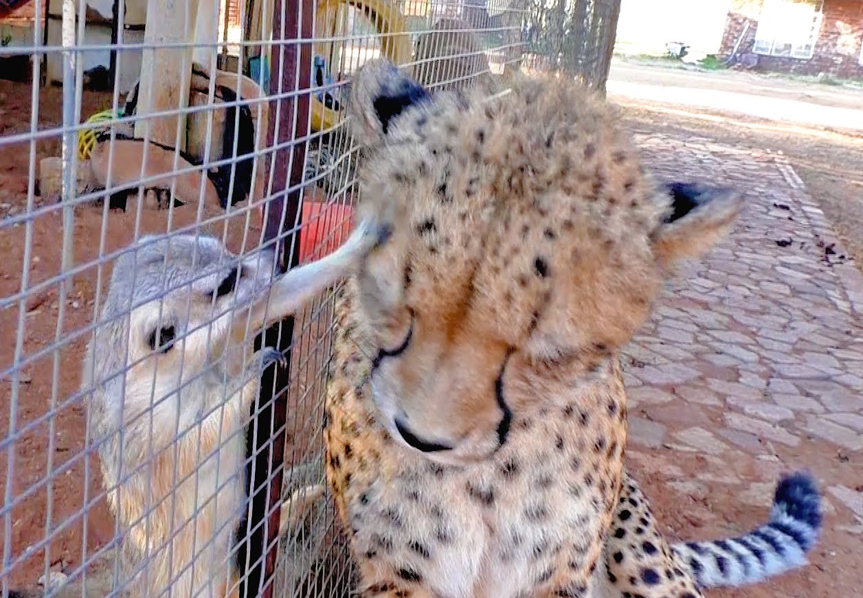 a-loudly-purring-african-cheetah.jpg