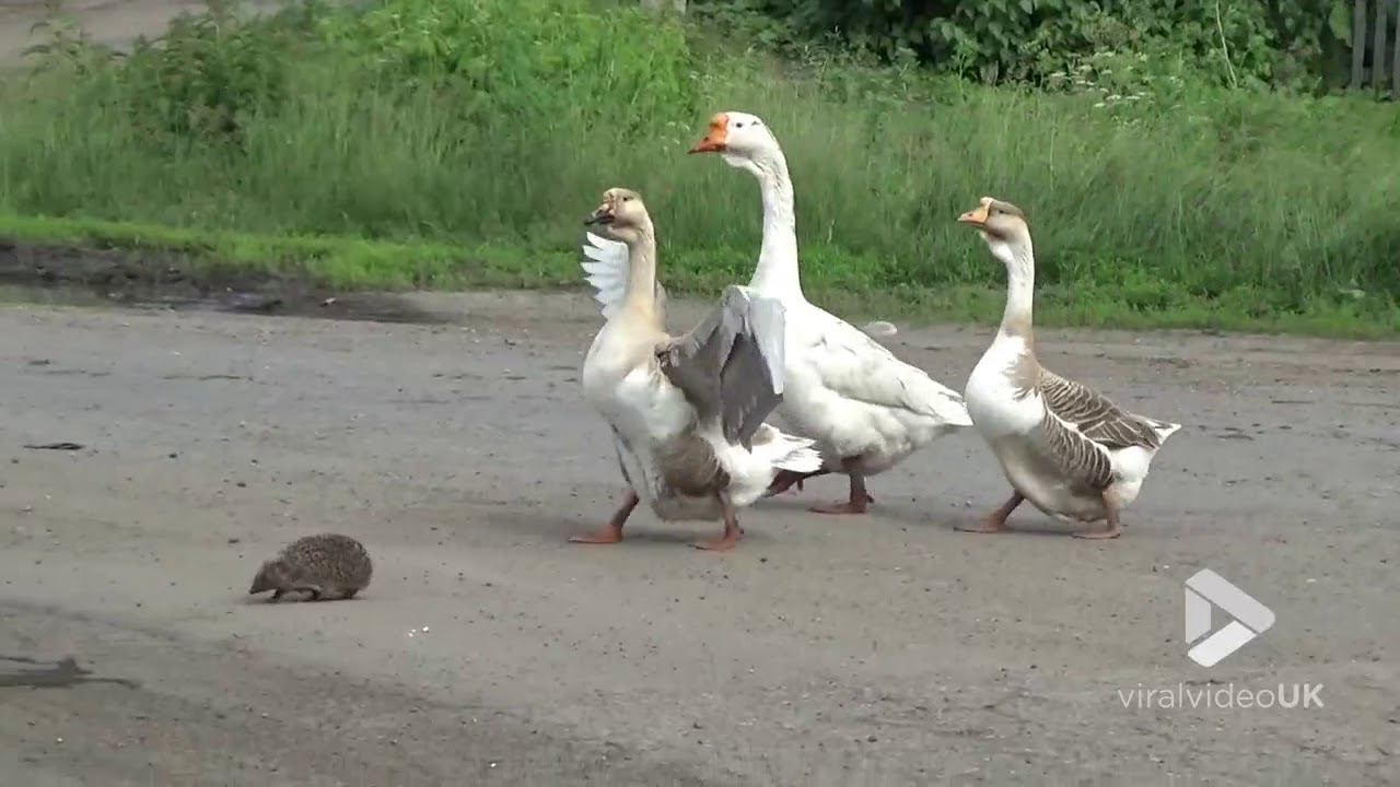 a-trio-of-vigilant-geese-valiant.jpg