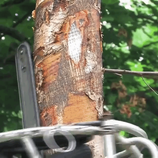 An Automated Spiraling Chainsaw Machine That Climbs Trees and Trims All Branches In Its Path