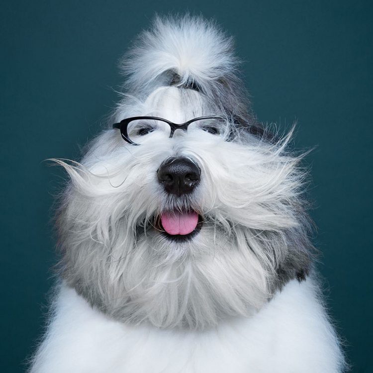 bespectacled-sheepdog-e1506035435896.jpg