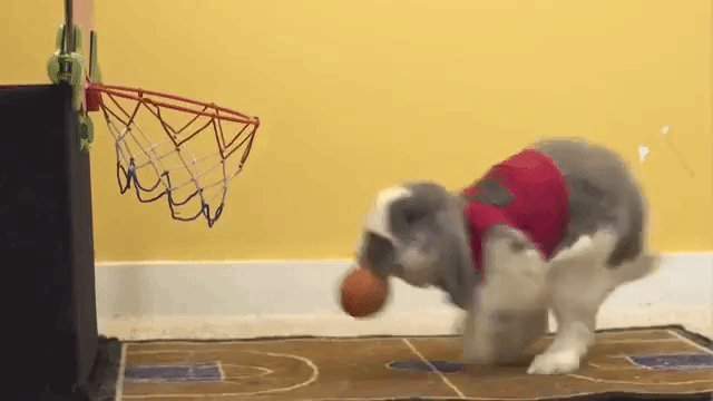 Bini Basketball Bunny
