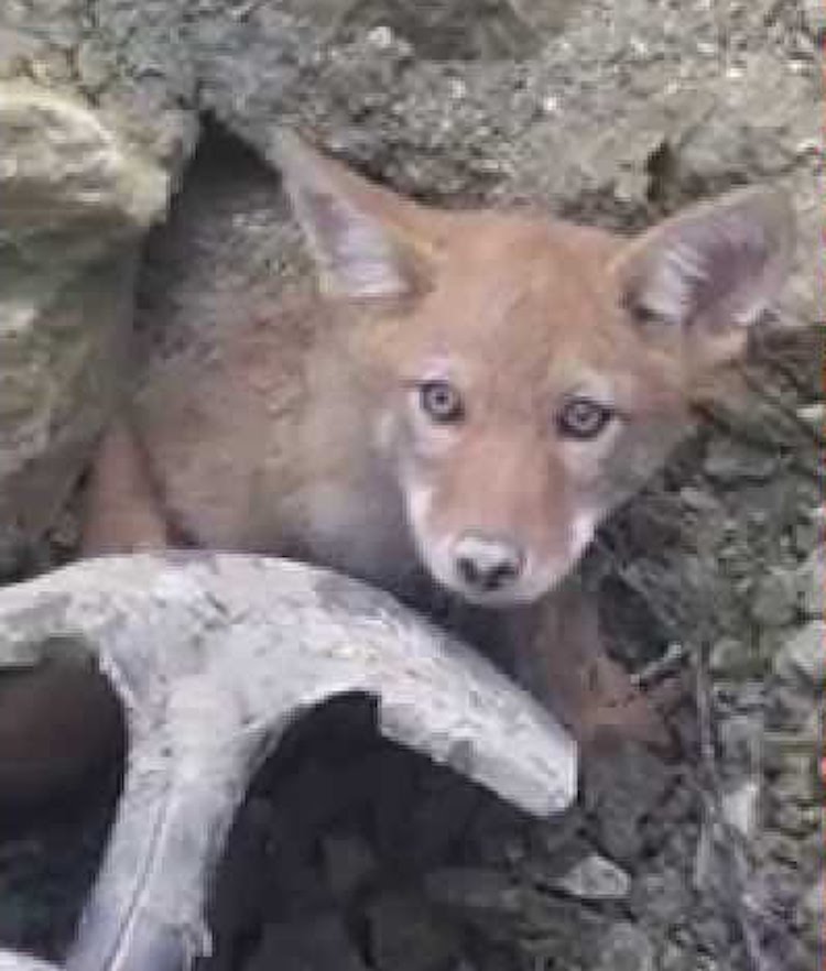 Blue Eyed Wolf Puppy