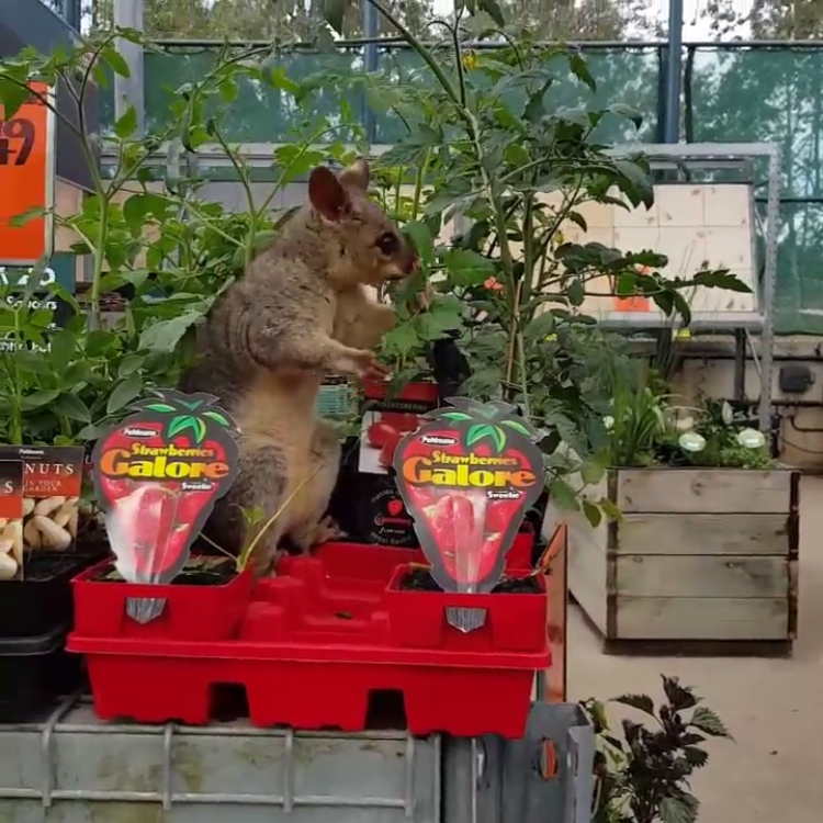 brush-tailed-possum-eating-strawberry-le