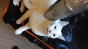 Cat Groomed With Vacuum Cleaner