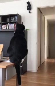 Cat Mimics Wagging Tail Cat Clock