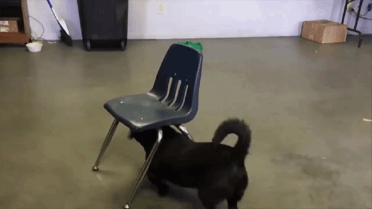 Clever Dog Drags Chair