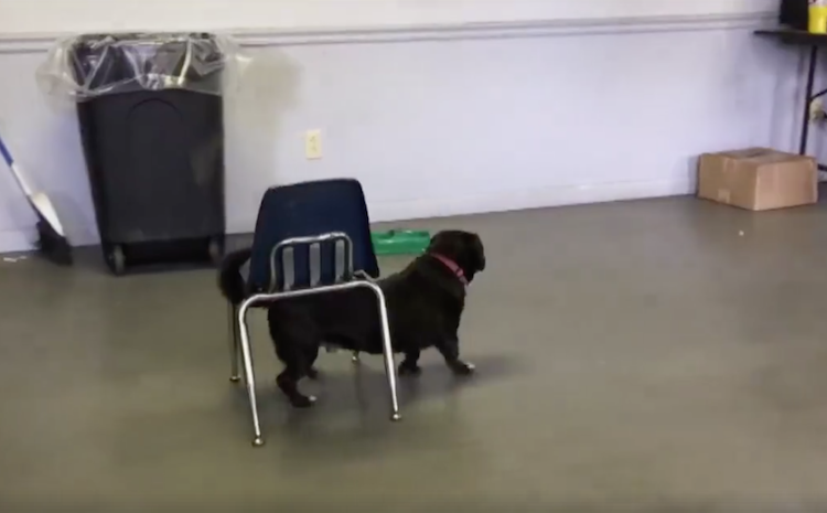 dog-dragging-chair.png