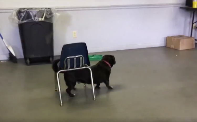 Dog Dragging Chair